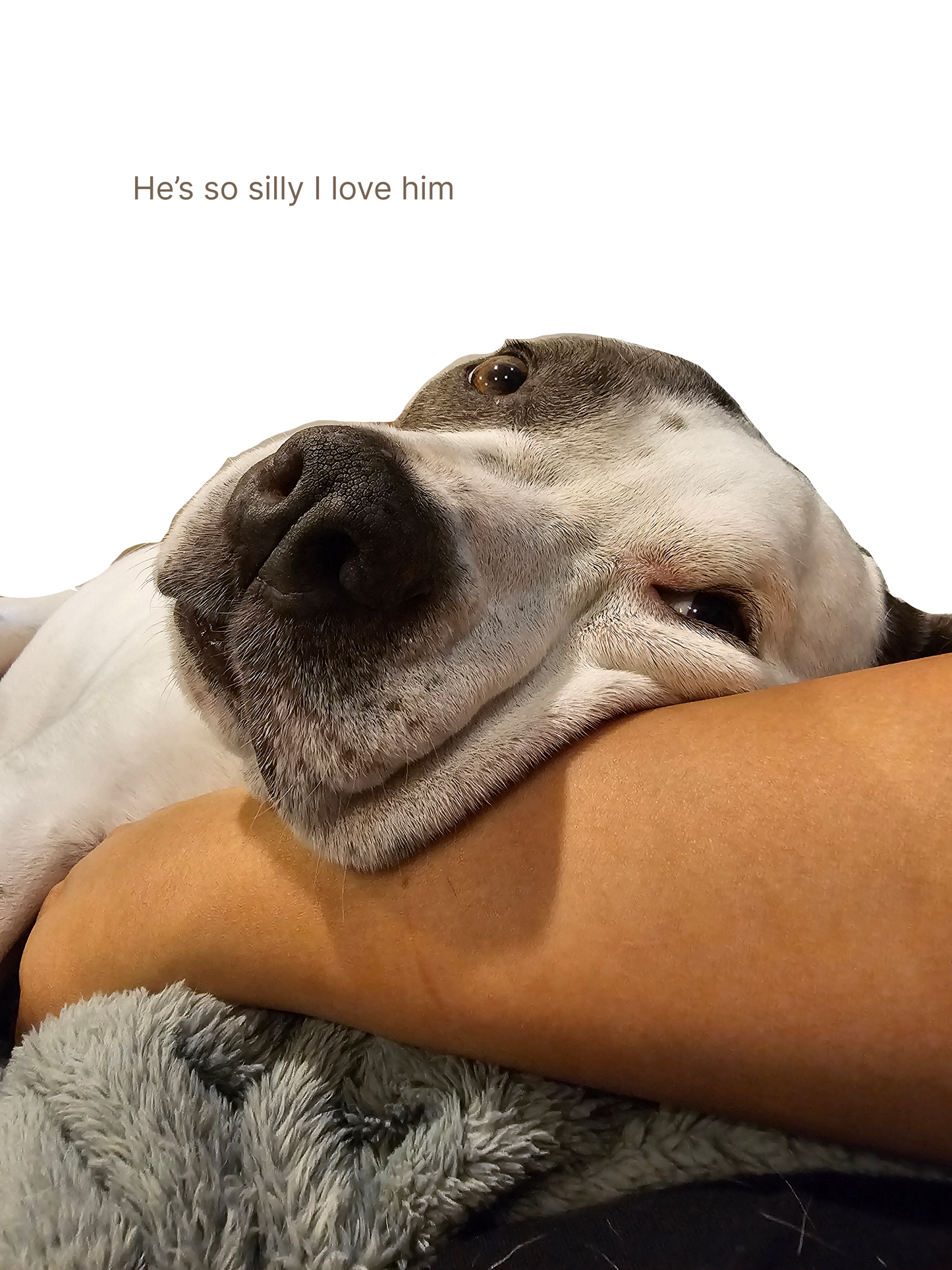 Meet My Dog: Norris | Sticker